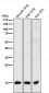 Anti-Histone H3 (di methyl K9) HIST1H3A Rabbit Monoclonal Antibody
